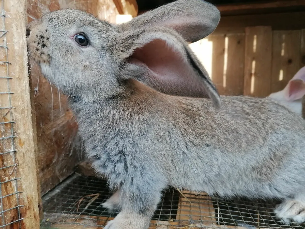 Giant Flemish Rabbits - Image 3