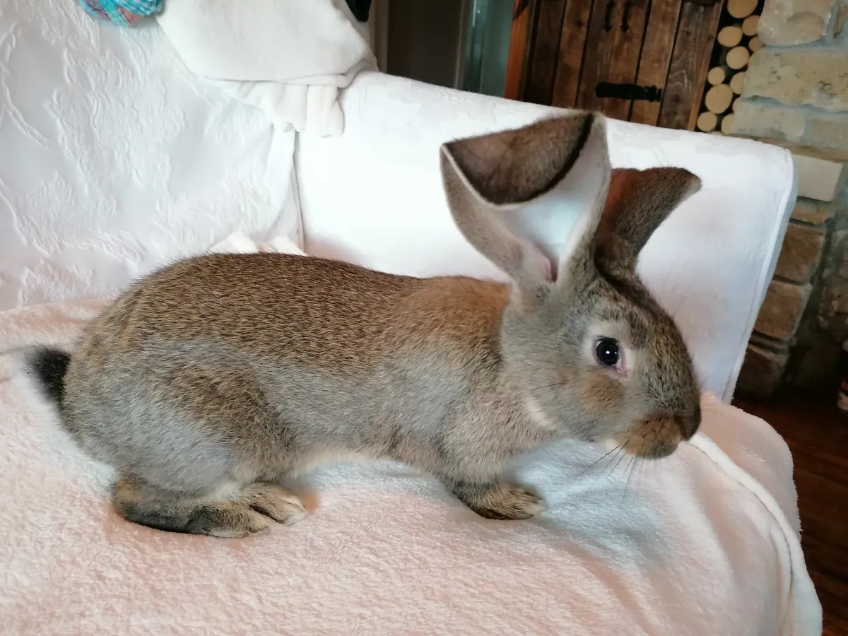 Giant Flemish Rabbits - Image 4
