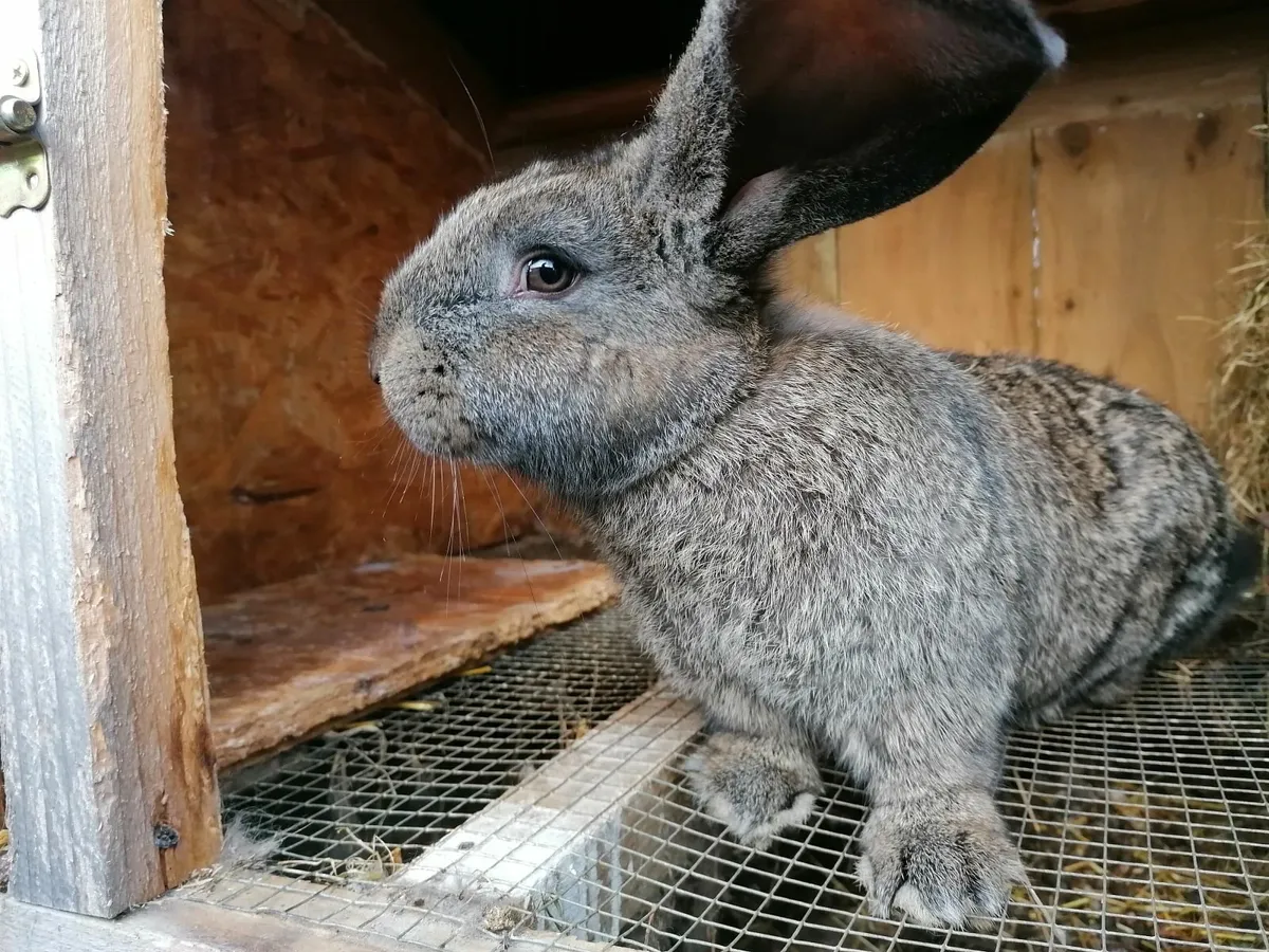 Giant Flemish Rabbits - Image 1