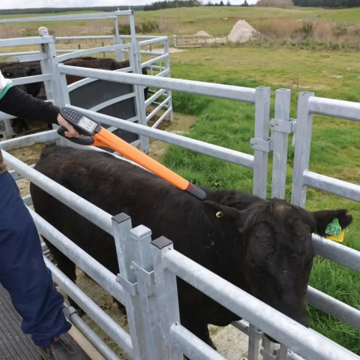 Cattle Weighing scales Gallagher TAMS approved - Image 4