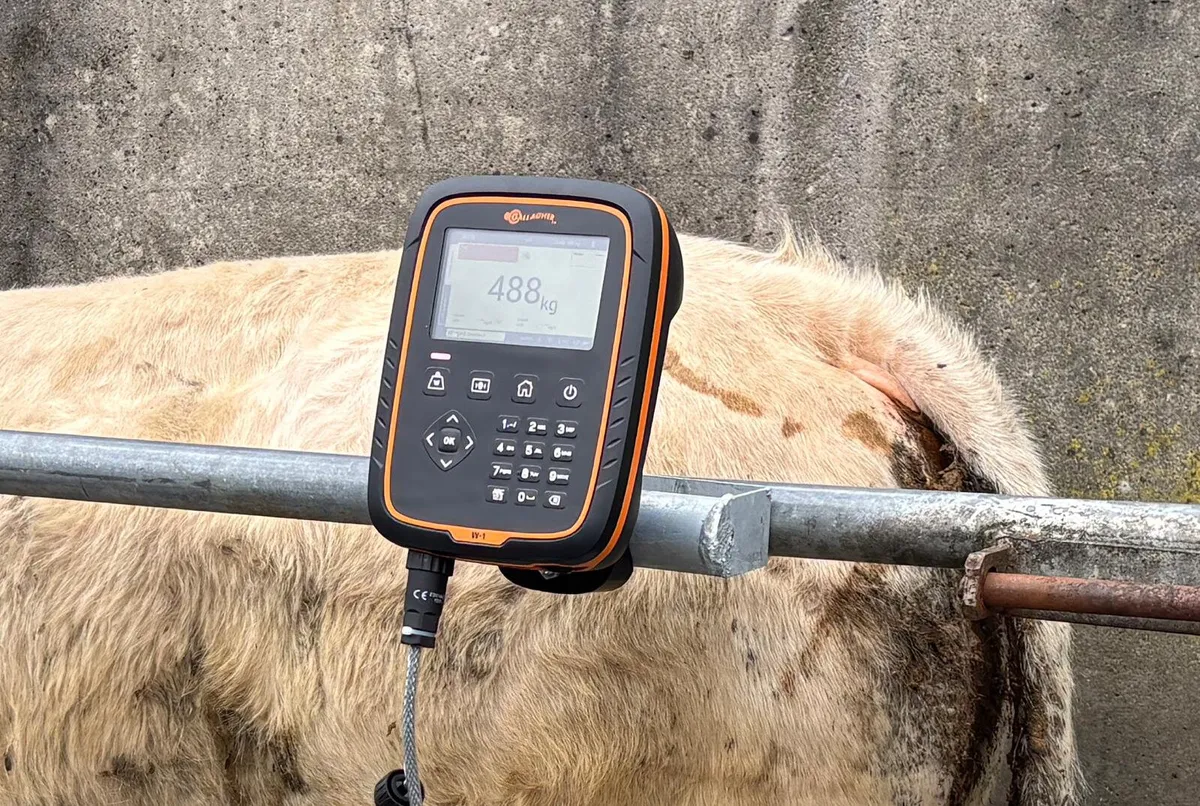 Cattle Weighing scales Gallagher TAMS approved - Image 3