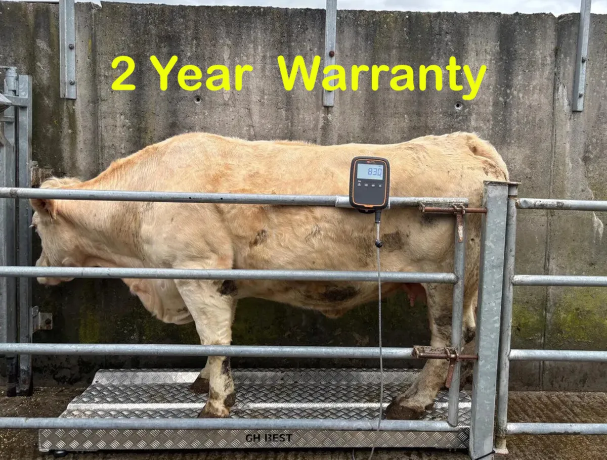 Cattle Weighing scales Gallagher TAMS approved - Image 1