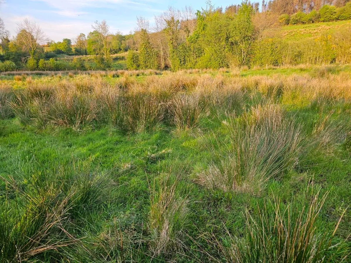 Quad mulching available - Image 3