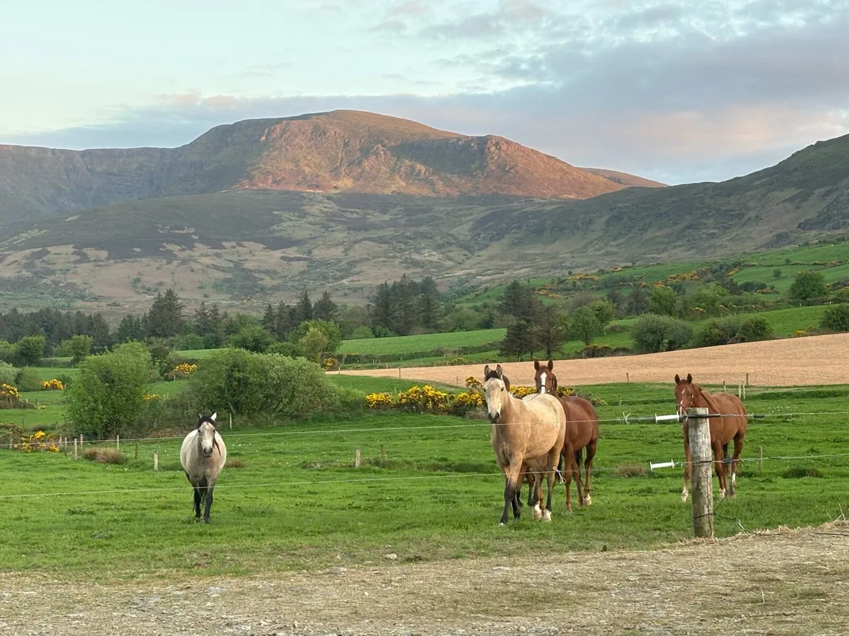 Livery/retirement Livery - Image 2