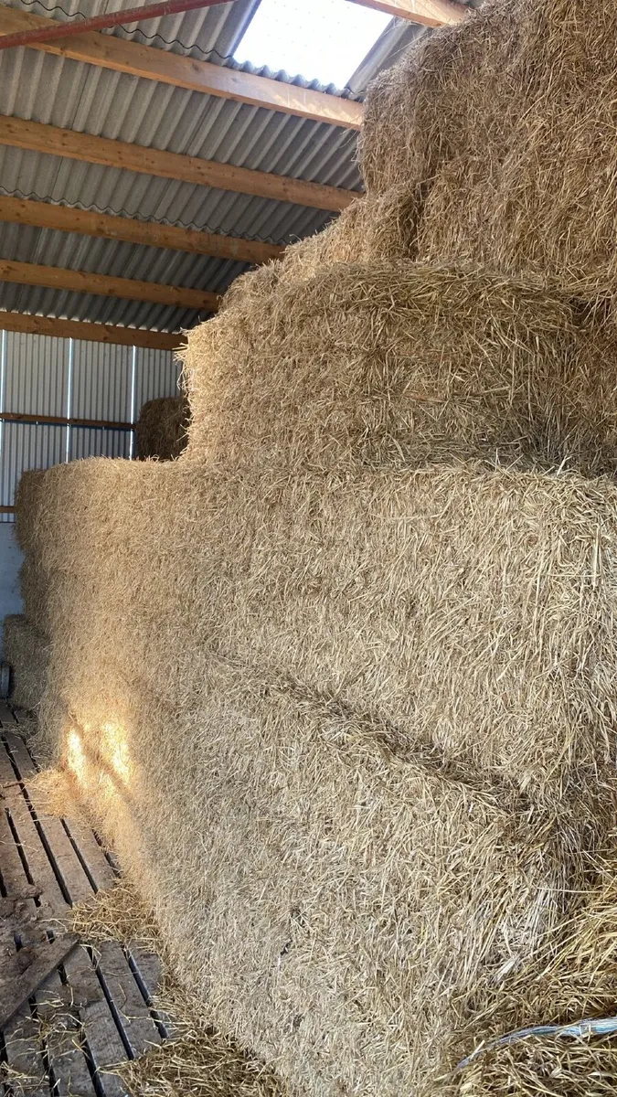 Wheat Straw also round bales of barley Straw - Image 1