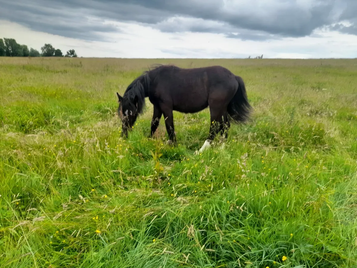 Grass Livery Horses - Image 2