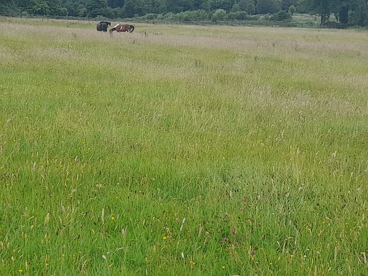 Grass Livery Horses - Image 1