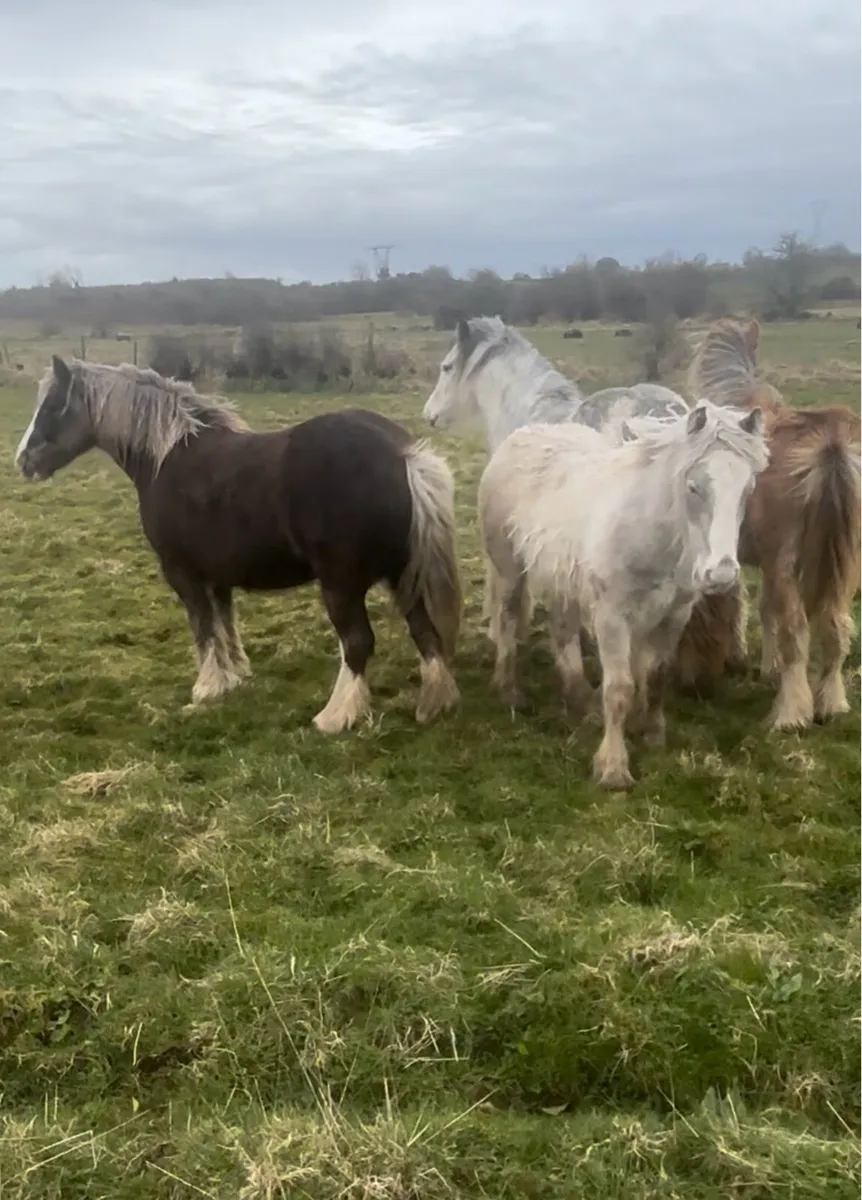 Ponys stolen from Galway - Image 2