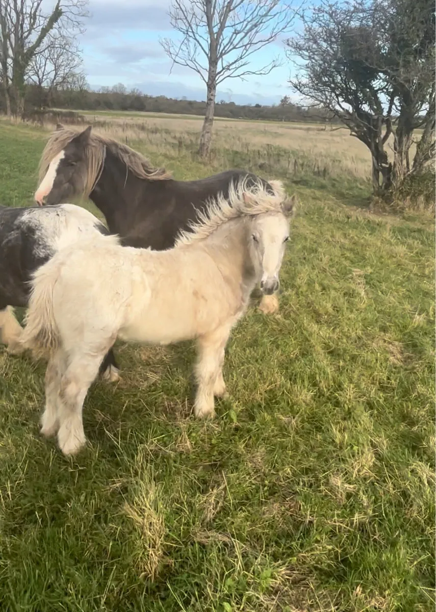 Ponys stolen from Galway - Image 3