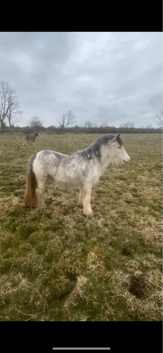 Ponys stolen from Galway - Image 4