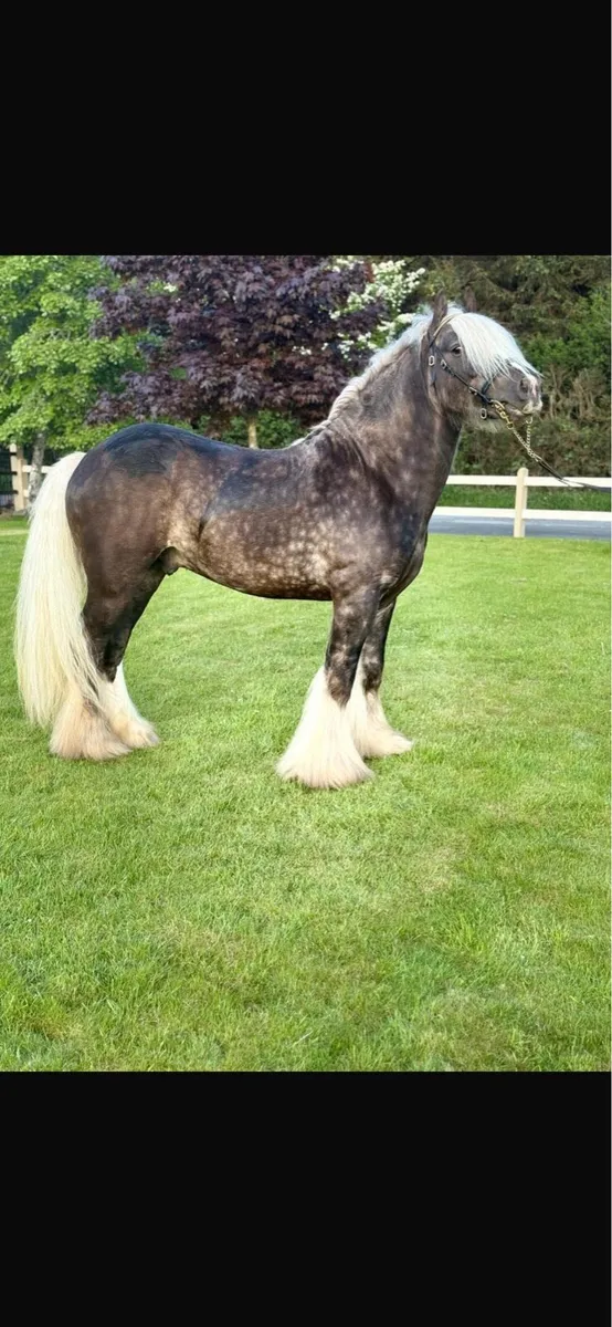 ⭐️silver hill for SALE ⭐️ - Image 3