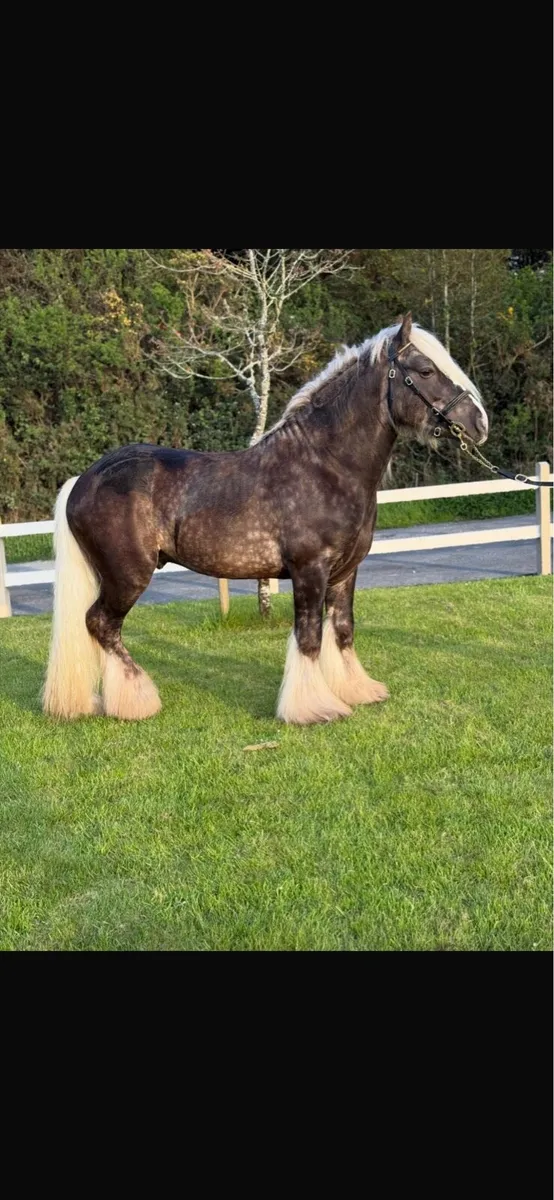 ⭐️silver hill for SALE ⭐️ - Image 4