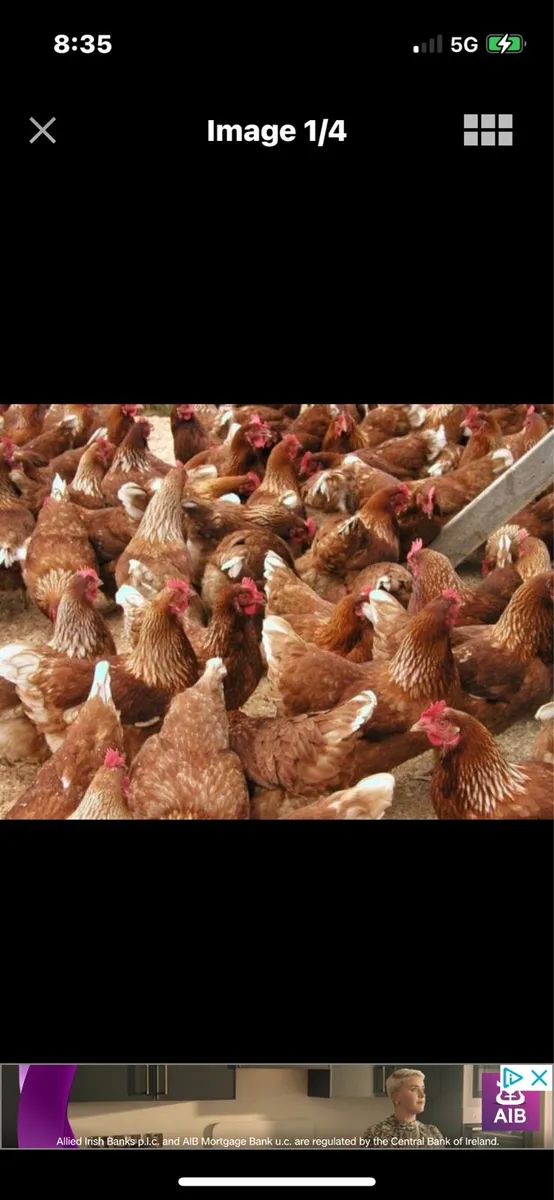 • Point Of Laying Hens • - Image 2