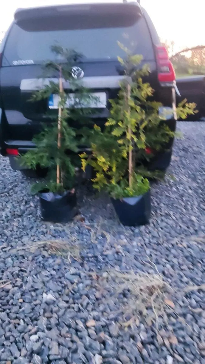 Shelter Belt leylandii Green and Gold