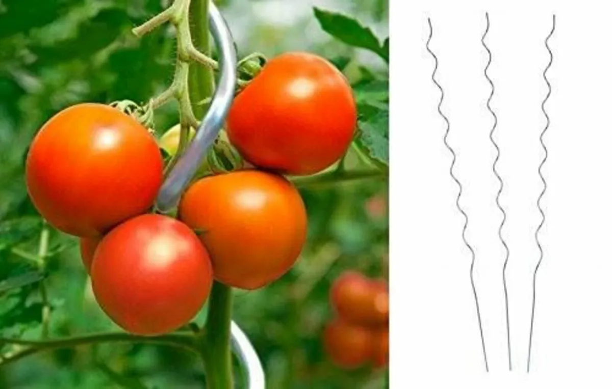 Steel spiral tomato support - 1.8 m x 6 mm - 25pcs - Image 2