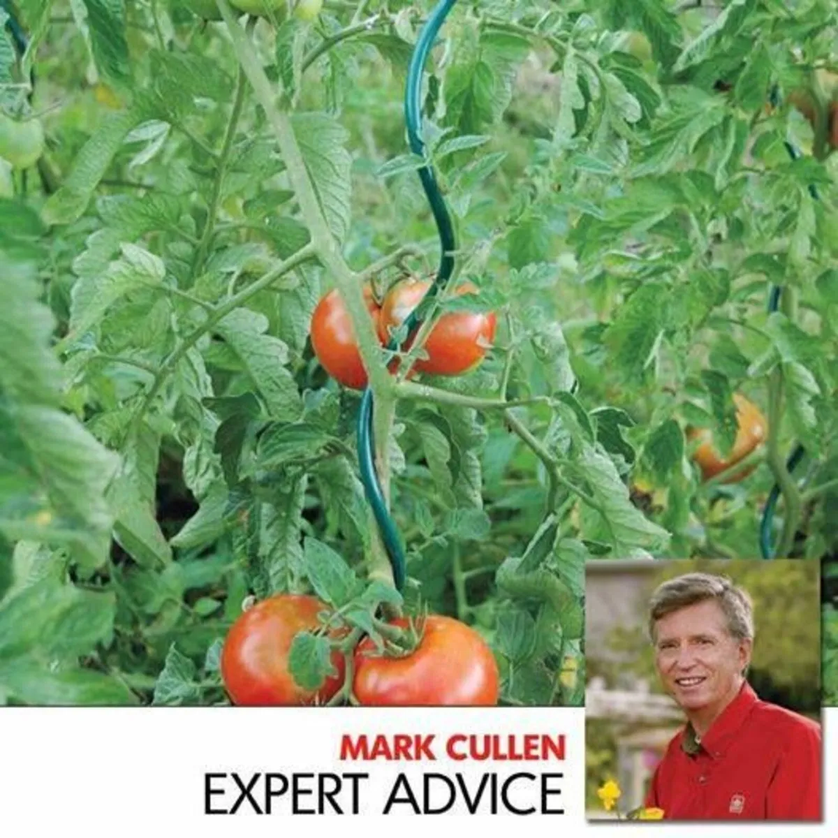 Steel spiral tomato support - 1.8 m x 6 mm - 25pcs - Image 3