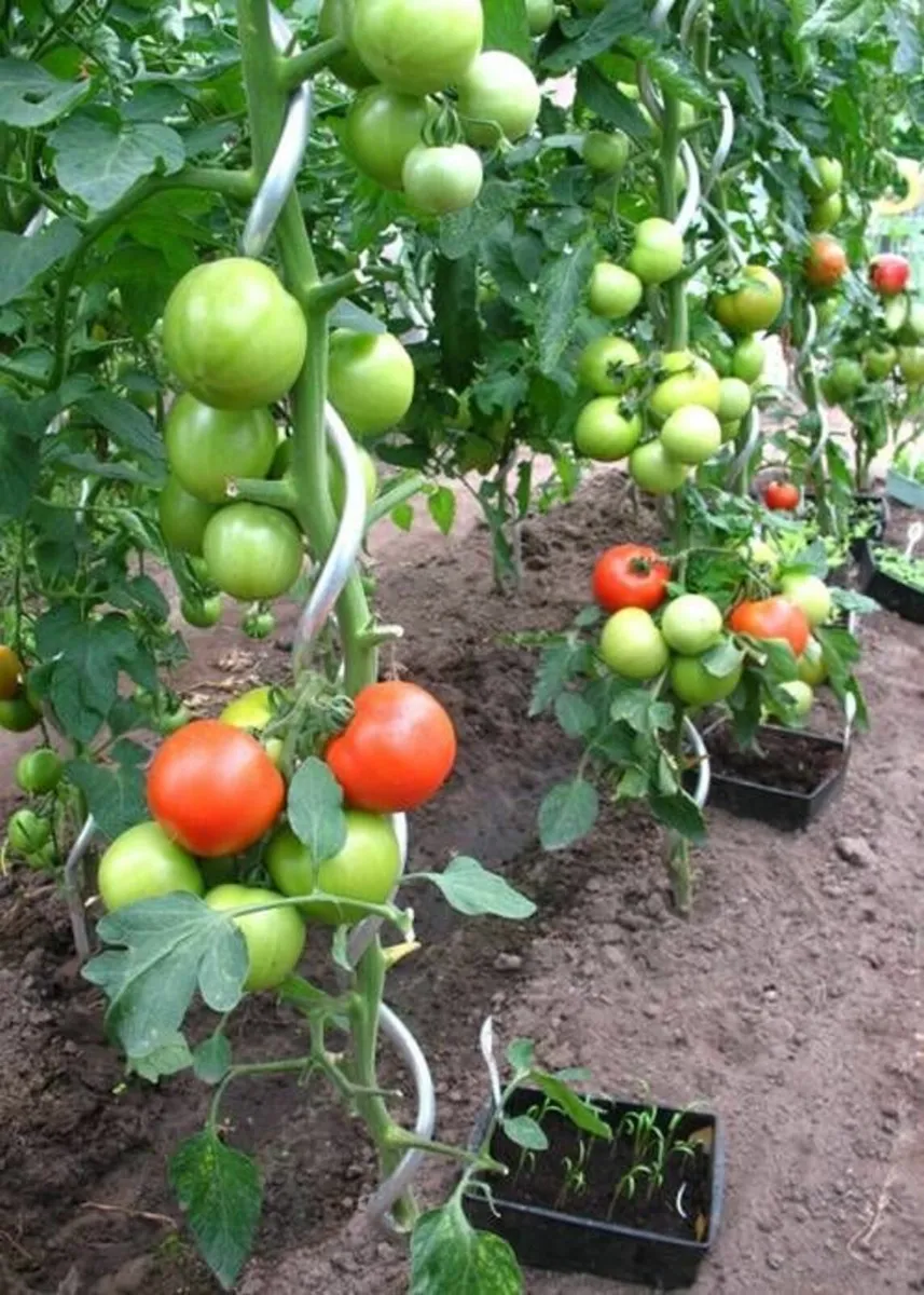 Steel spiral tomato support - 1.8 m x 6 mm - 25pcs - Image 4