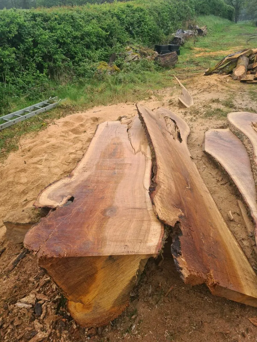 Mobile timber,tree milling and surgery - Image 2