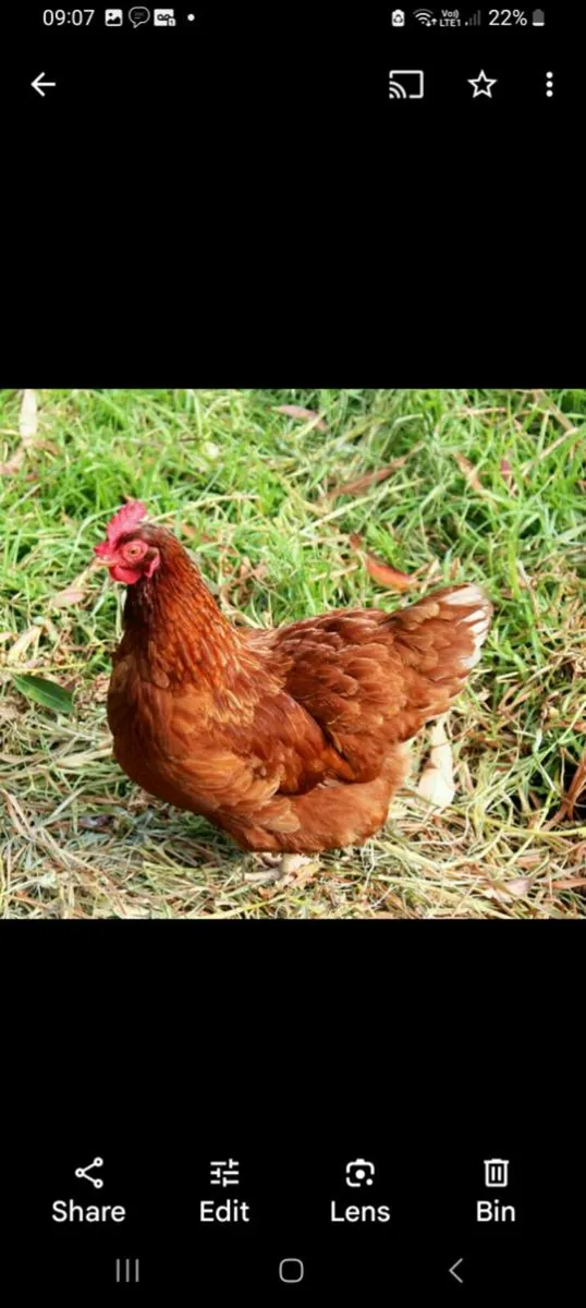 Hens - Point of Lay Lohmann Brown Pullets - Image 2