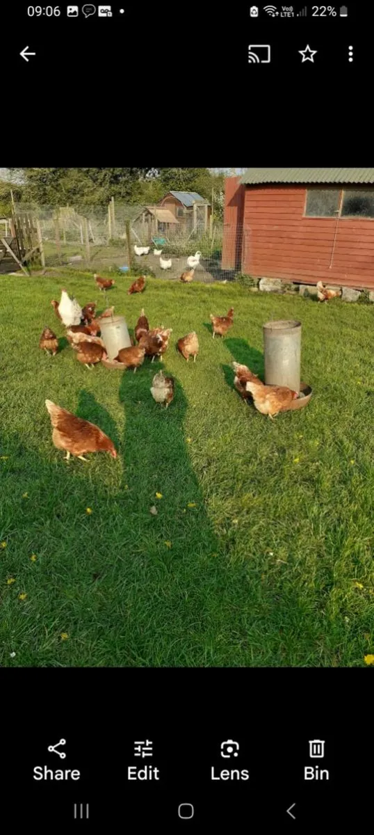 Hens - Point of Lay Lohmann Brown Pullets - Image 3