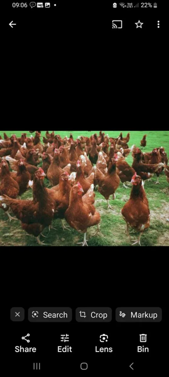 Hens - Point of Lay Lohmann Brown Pullets - Image 1