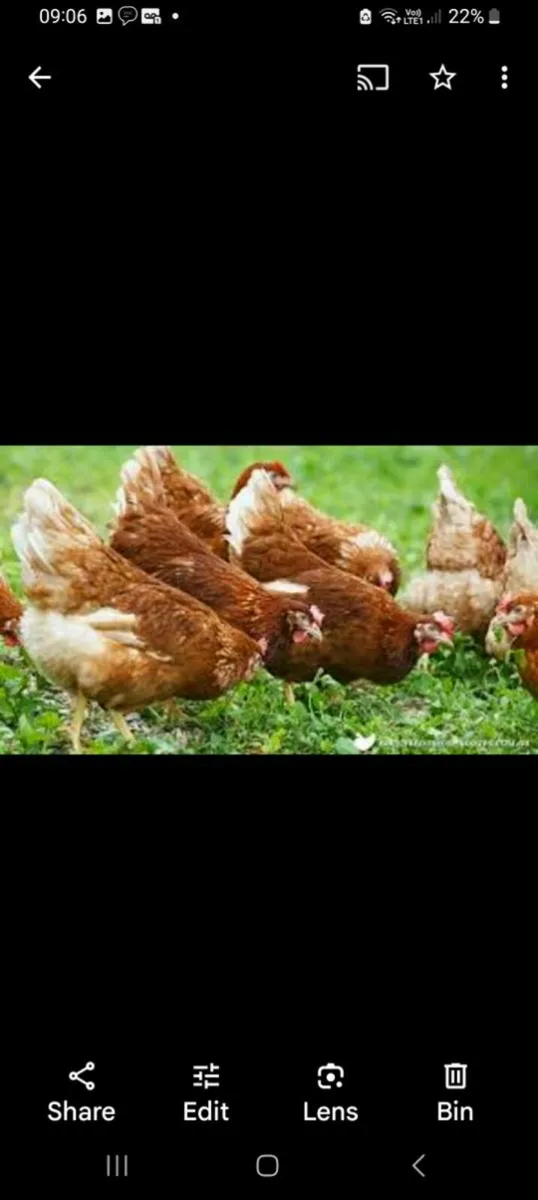 Hens - Point of Lay Lohmann Brown Pullets - Image 4