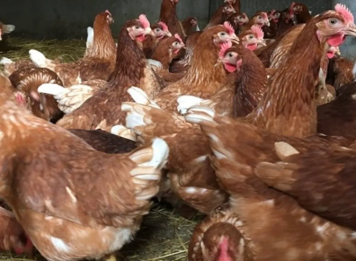 Pullets and ducks - Image 1