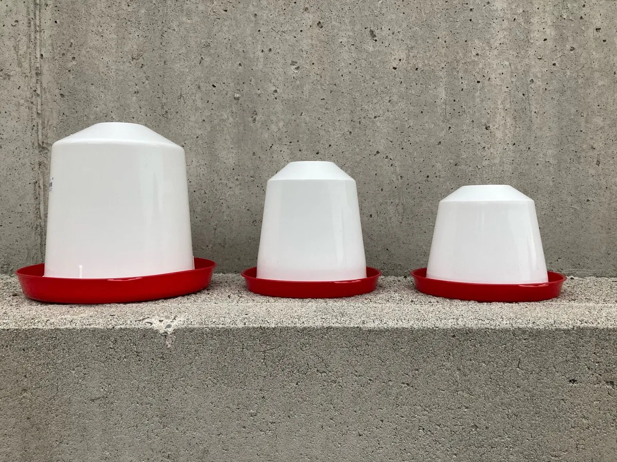 Pullets and ducks - Image 2