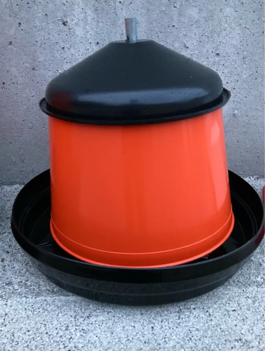 Pullets and ducks - Image 3