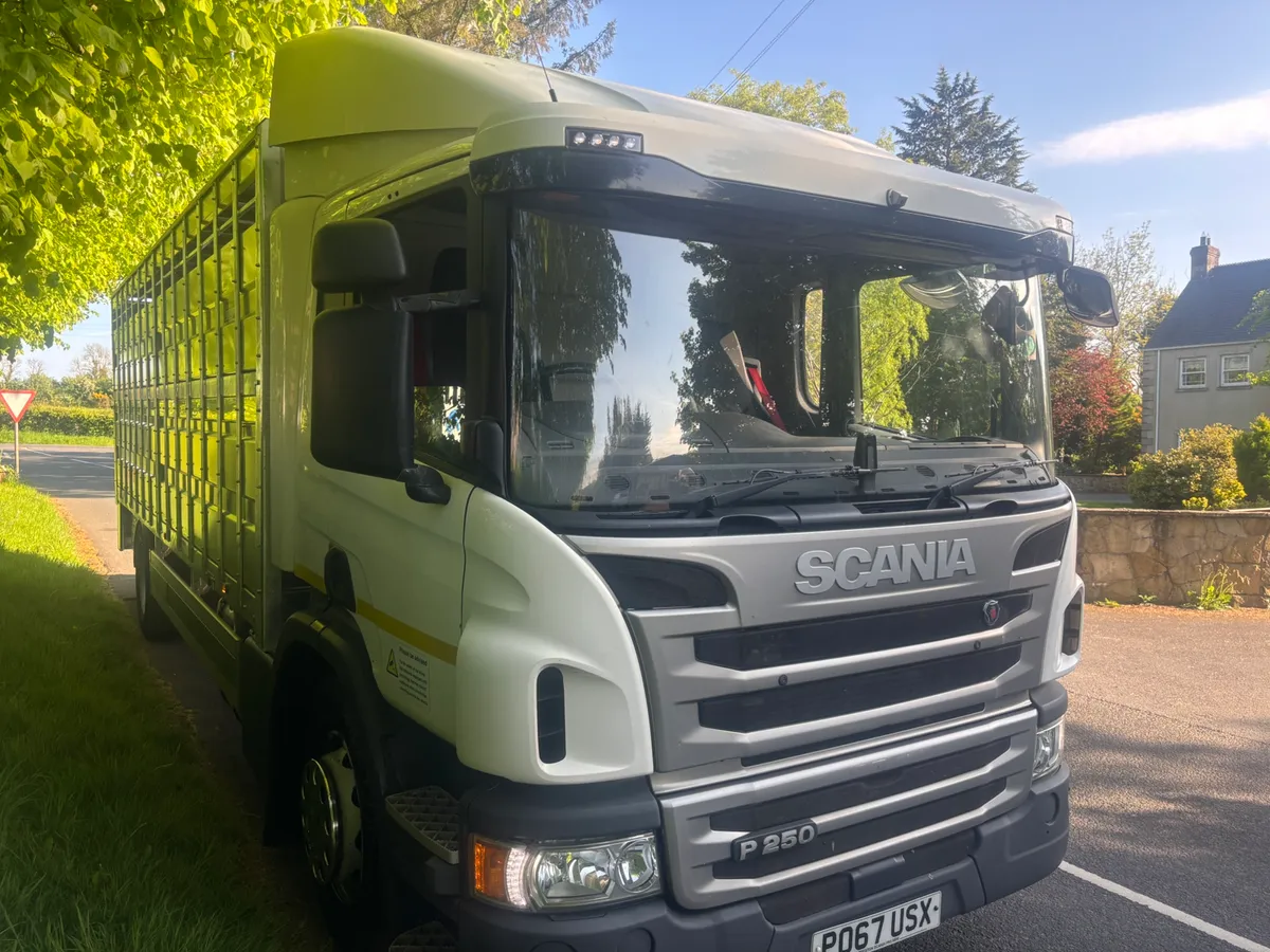 Scania p250 cattle lorry - Image 2