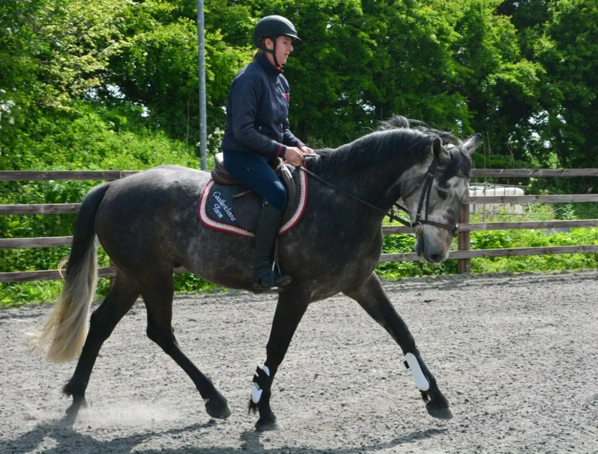 full livery - Image 3