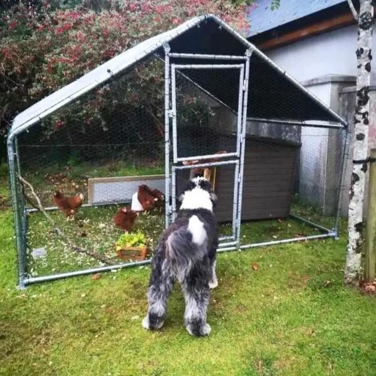 Hen Run With a Free Cover – 3M x 2M x 2M - Image 1
