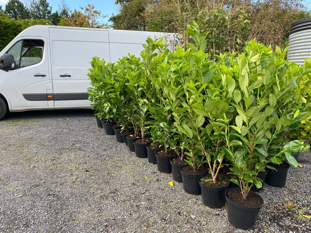 Instant Hedging - Image 3