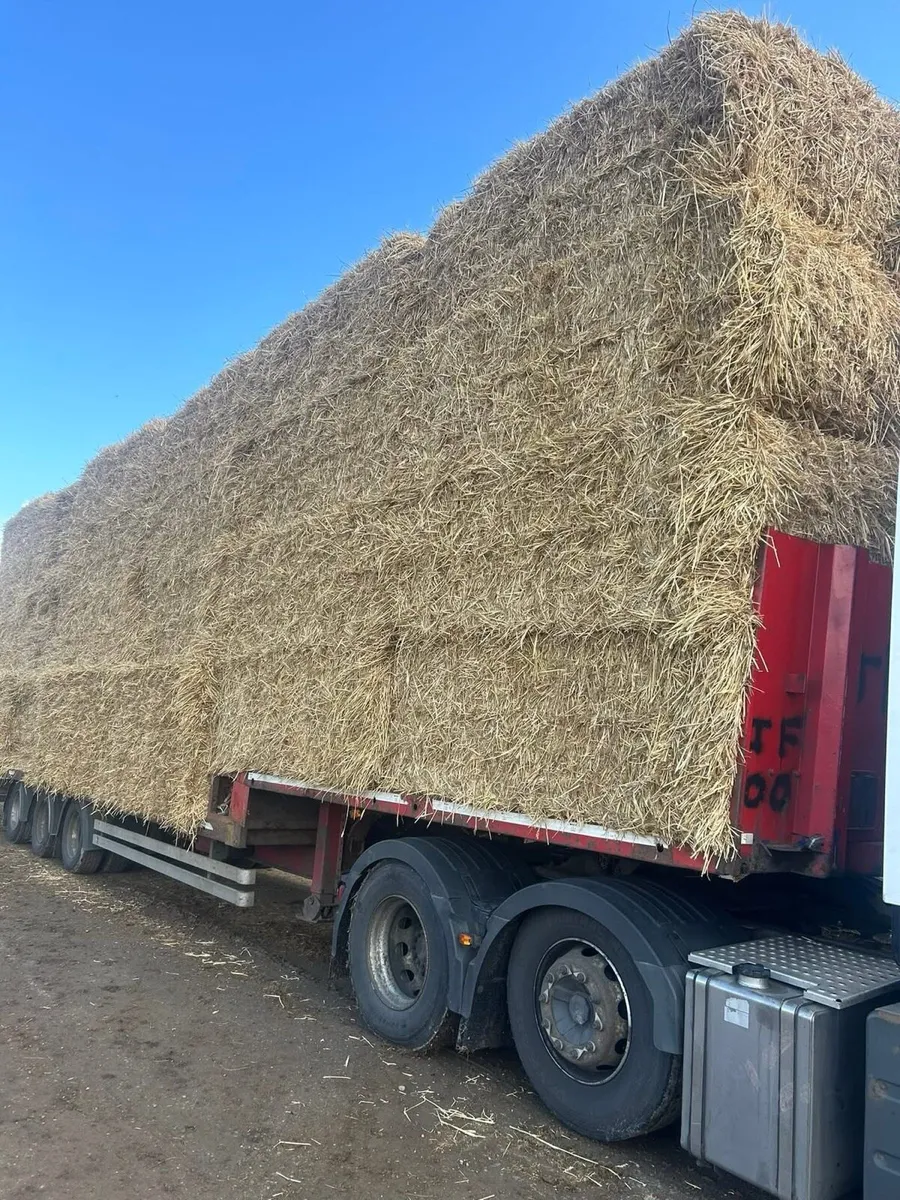 Irish Chopped wheat straw in 8x4x3s - Image 1