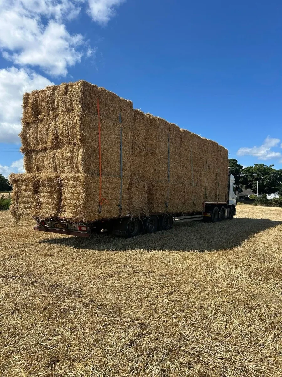 Irish Chopped wheat straw in 8x4x3s - Image 2