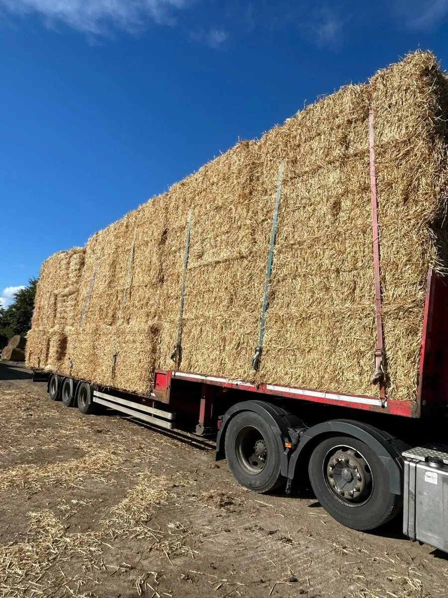 Irish Chopped wheat straw in 8x4x3s - Image 3