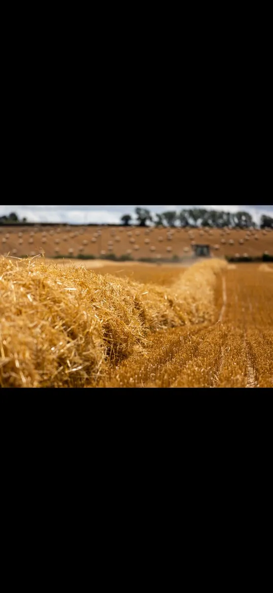 Spring straw - Image 1