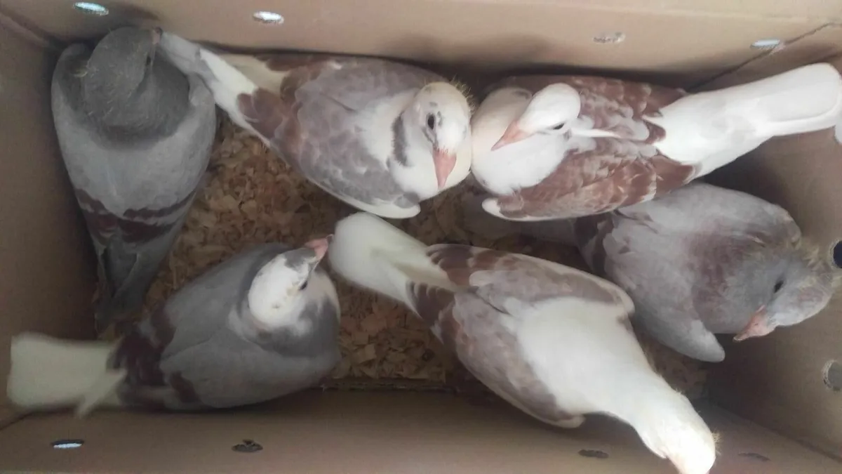 QUALITY - VAN DEN BULCK'S YOUNG BIRDS - Image 1