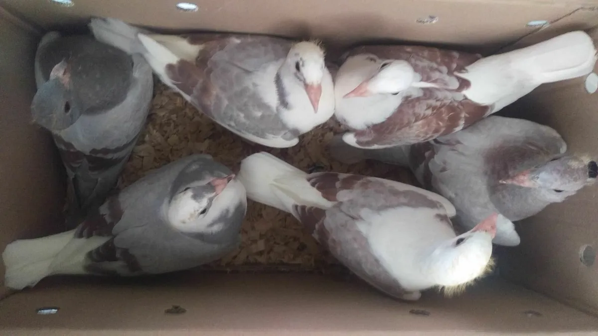 QUALITY - VAN DEN BULCK'S YOUNG BIRDS - Image 2