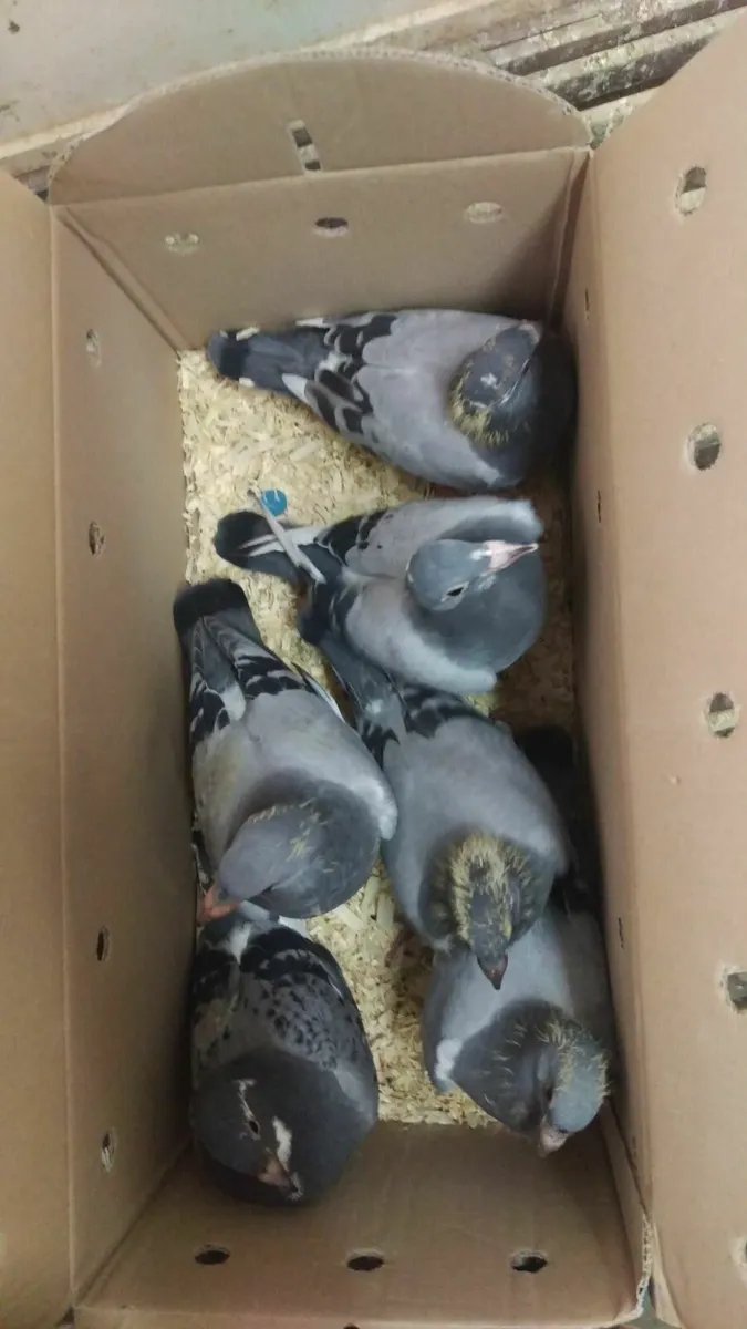 QUALITY - VAN DEN BULCK'S YOUNG BIRDS - Image 3