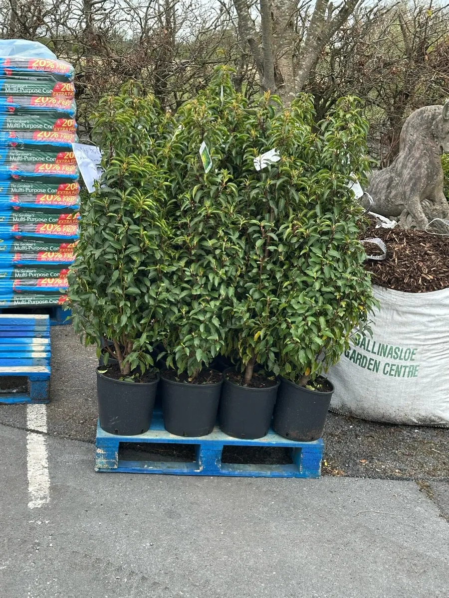 Hedging and Trees - Image 3