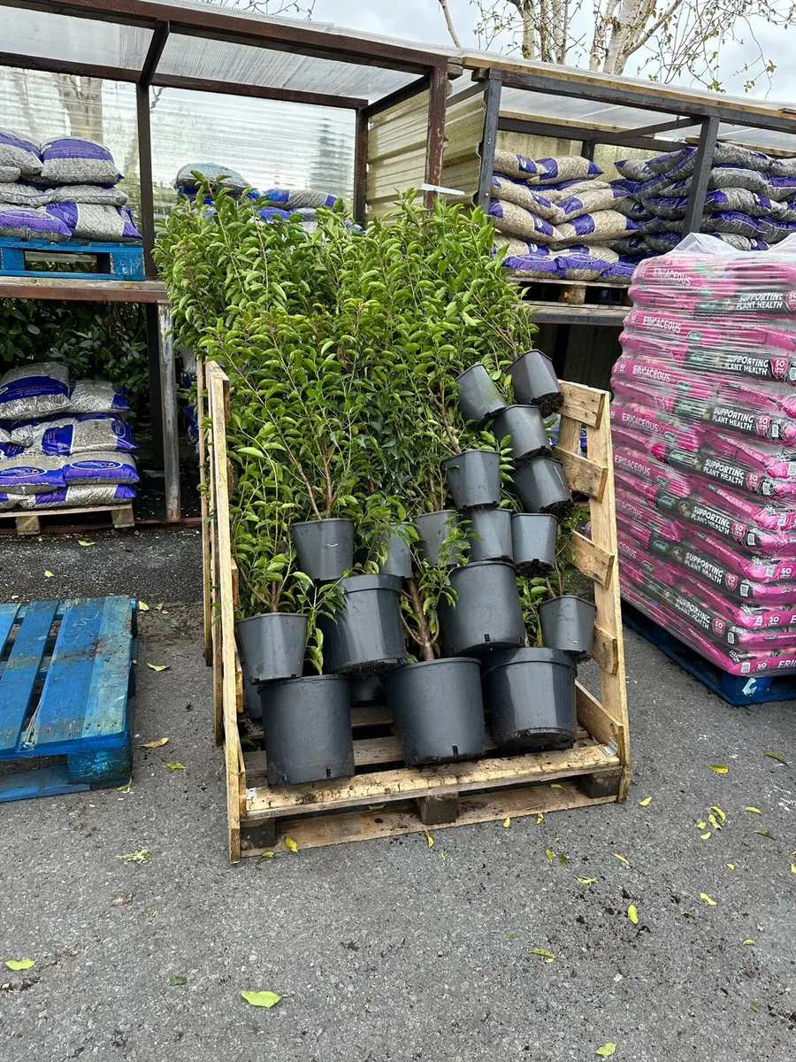 Hedging and Trees - Image 4