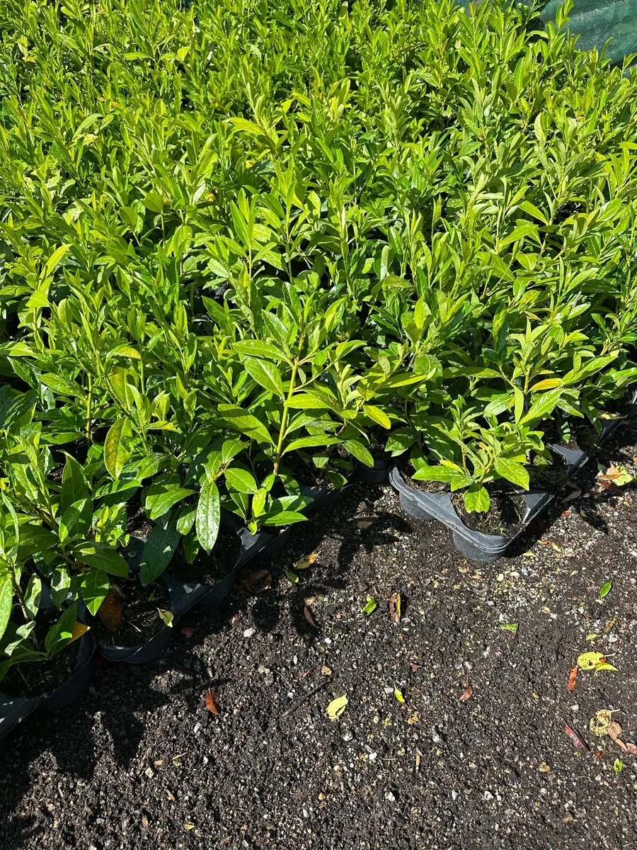 Hedging and Trees - Image 1