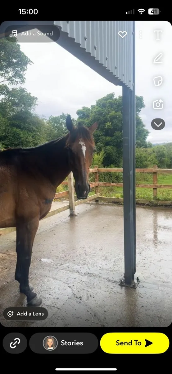 Horse for sale - Image 3