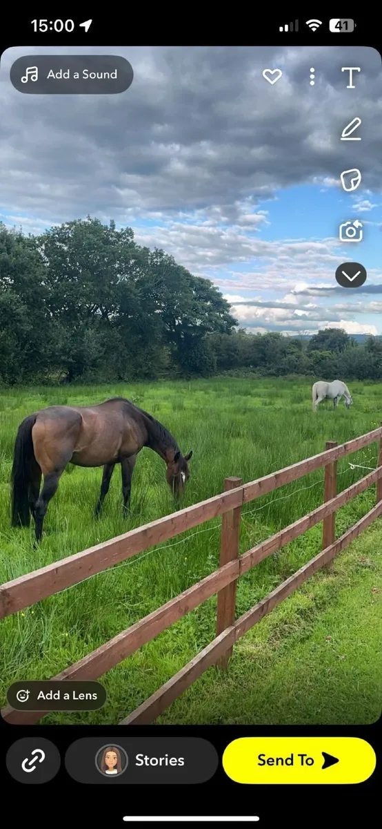 Horse for sale - Image 4