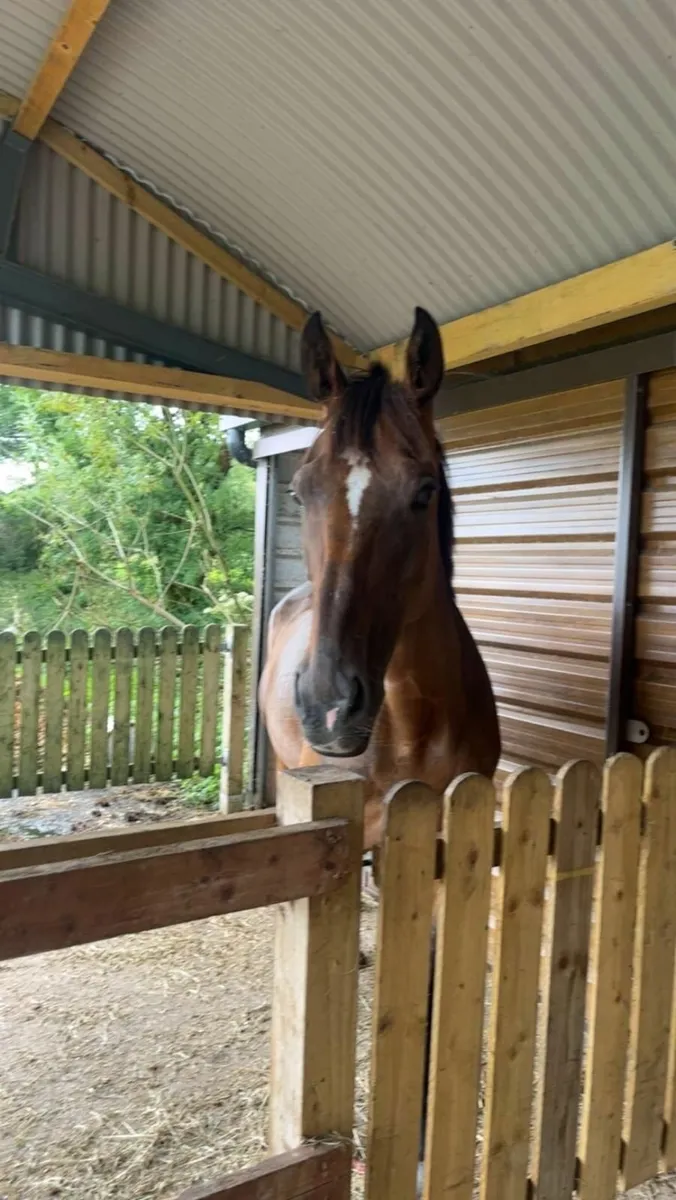 Horse for sale - Image 1