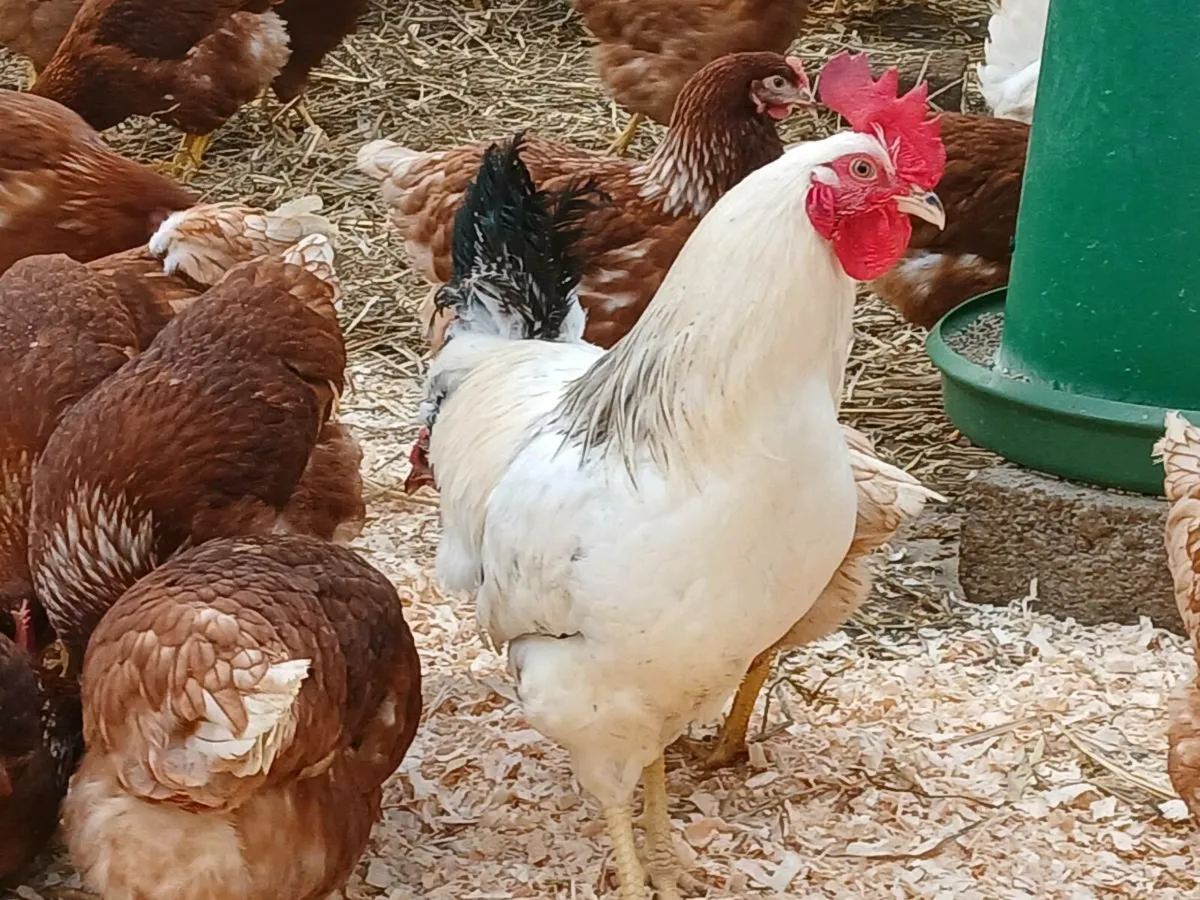 Cluck cluck - Image 1