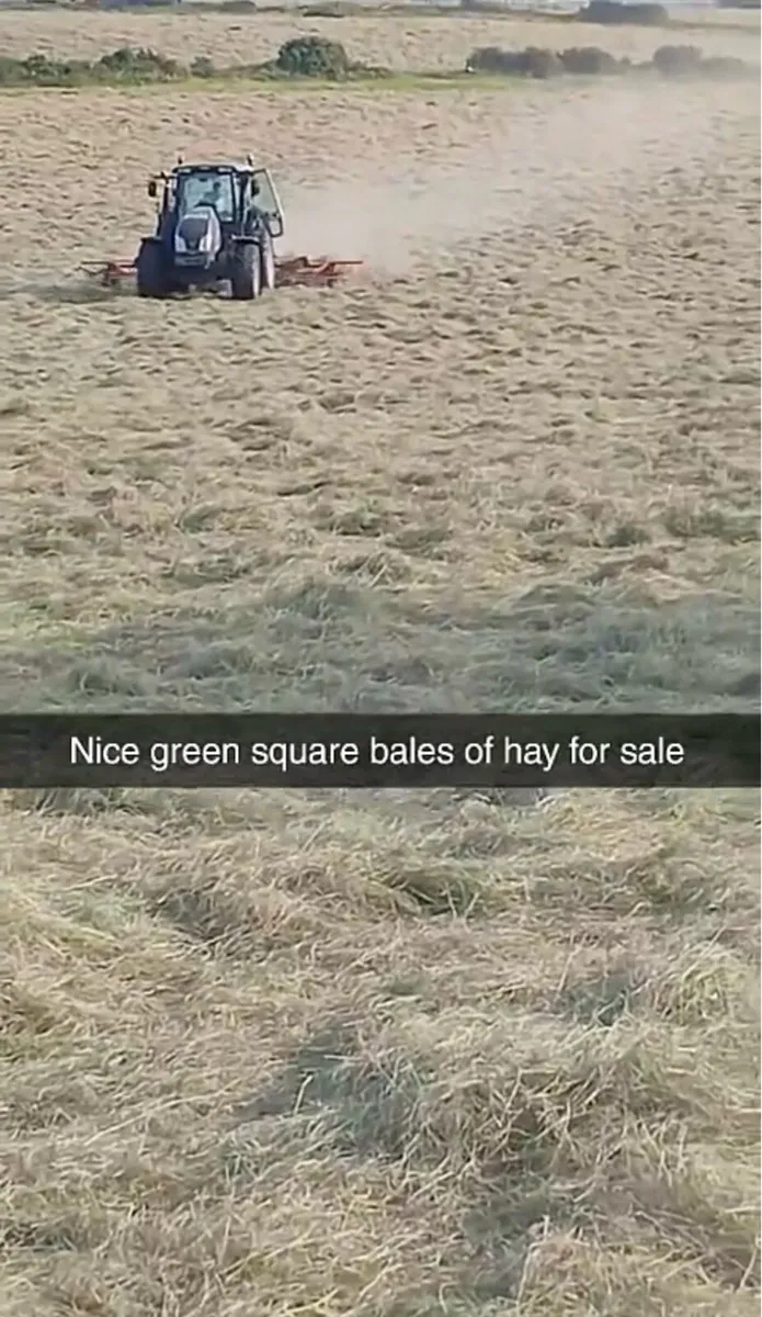 Square bales of hay - Image 1