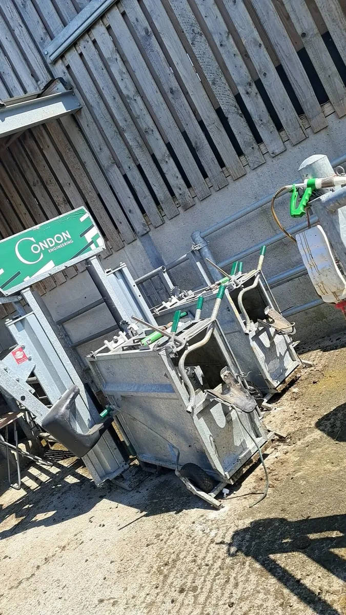 Calf debuding/ Hoof trimming and teat sealing - Image 1