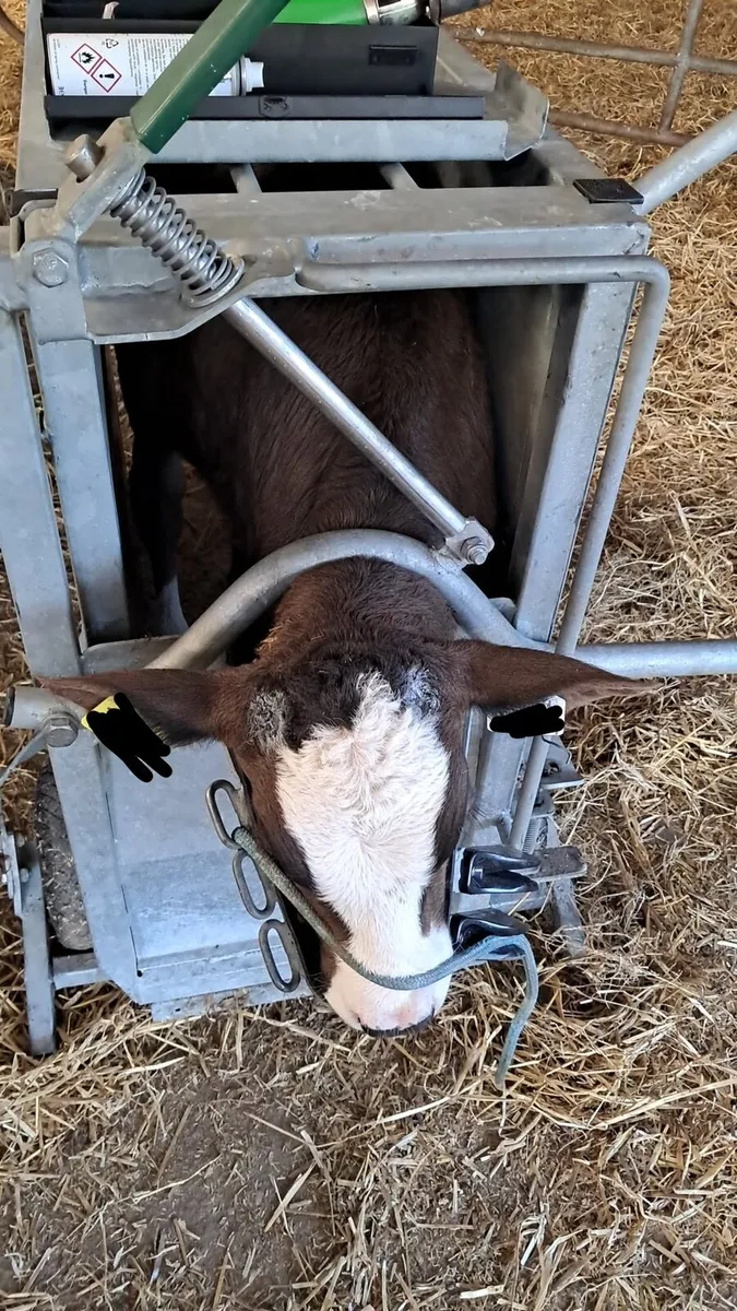 Calf debuding/ Hoof trimming and teat sealing - Image 3